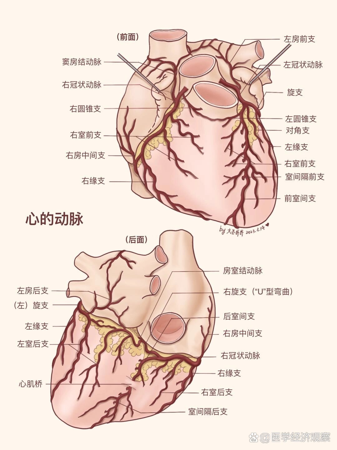 心脏体表投影位置图片图片