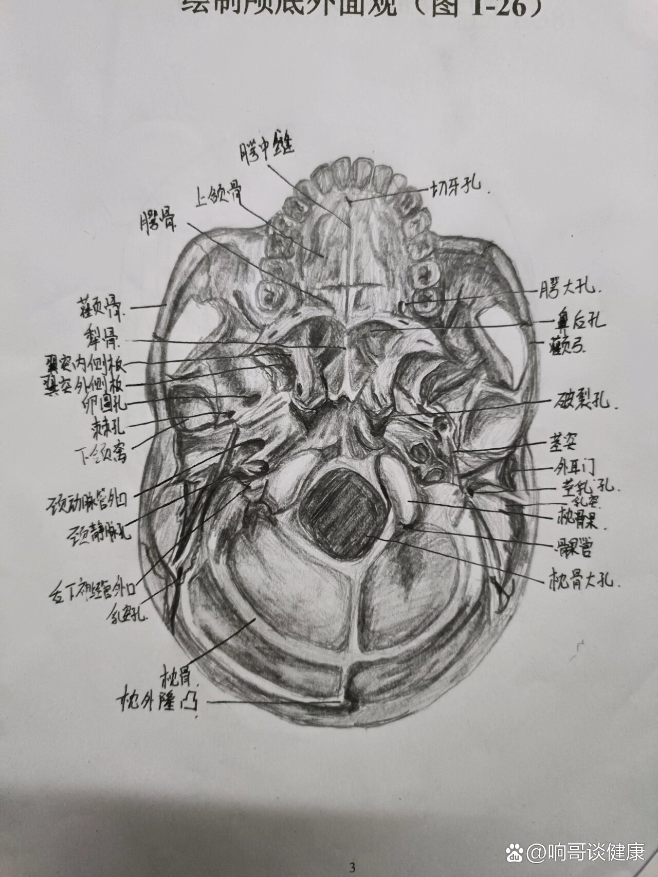 大脑半球外侧面素描图片