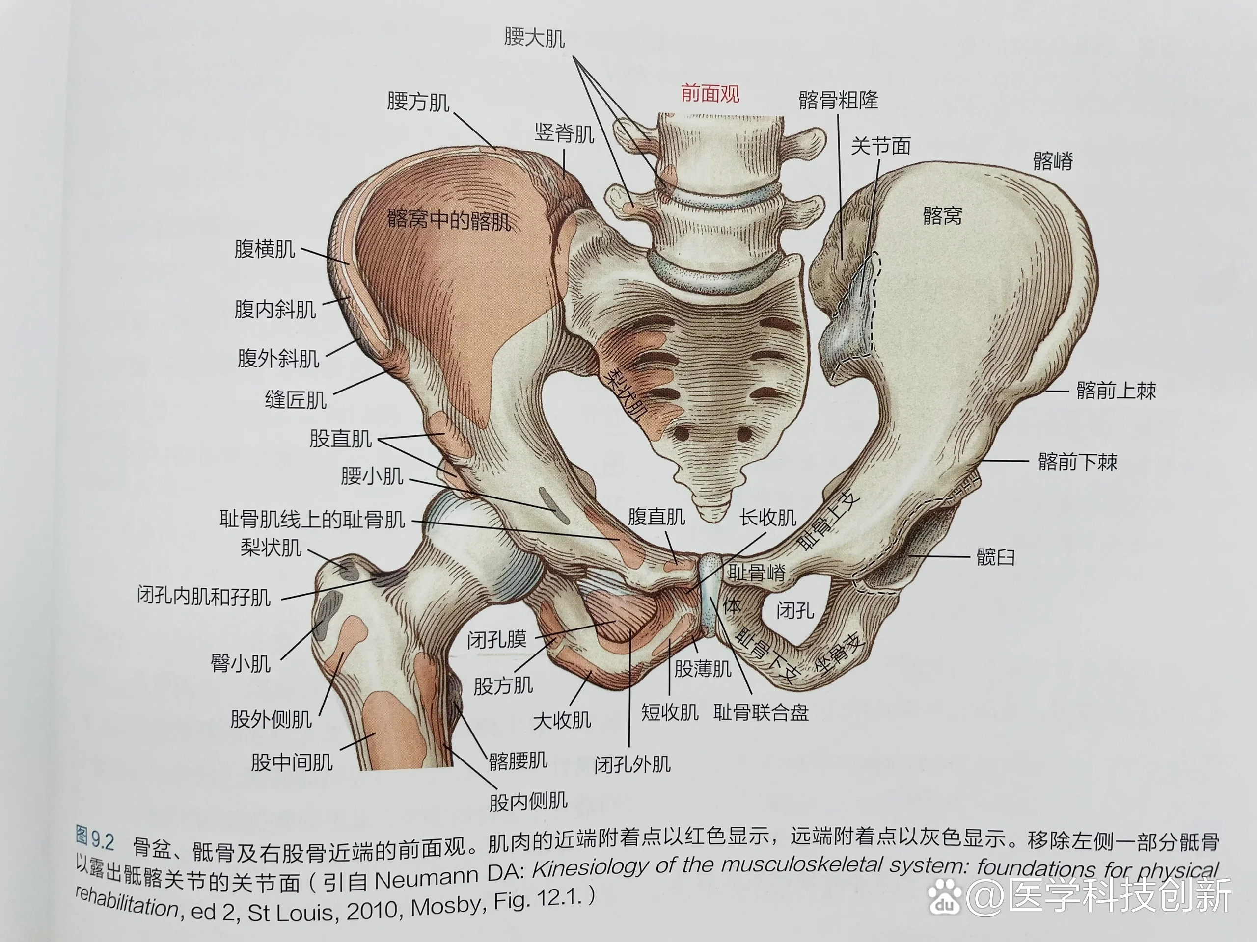 盆骨是啥部位图片