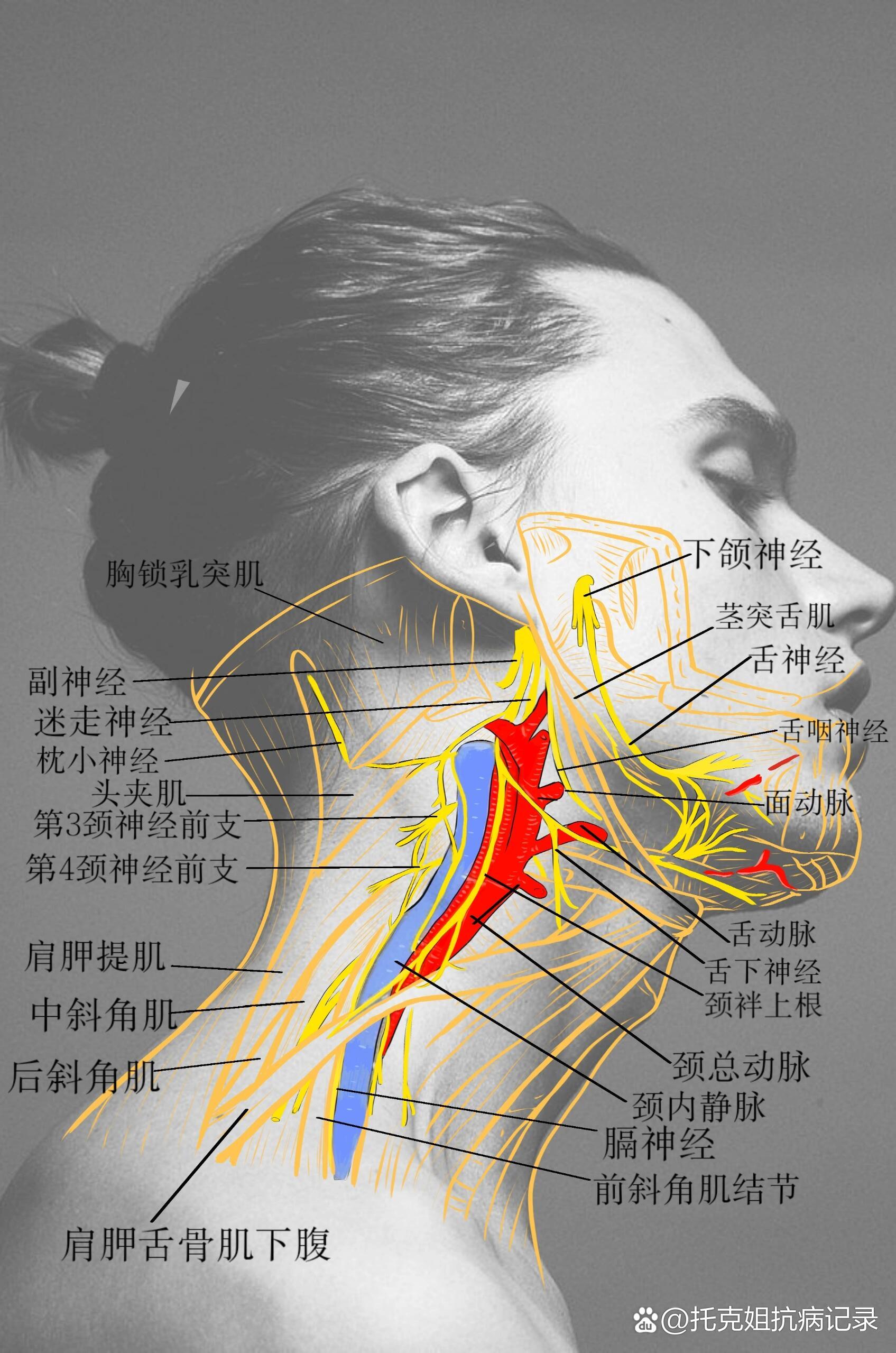 贝多芬死亡面具图片