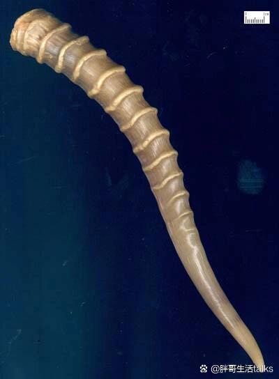 《神农本草经》