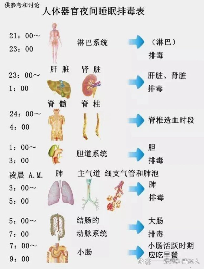 人体的排毒器官主要有哪些?