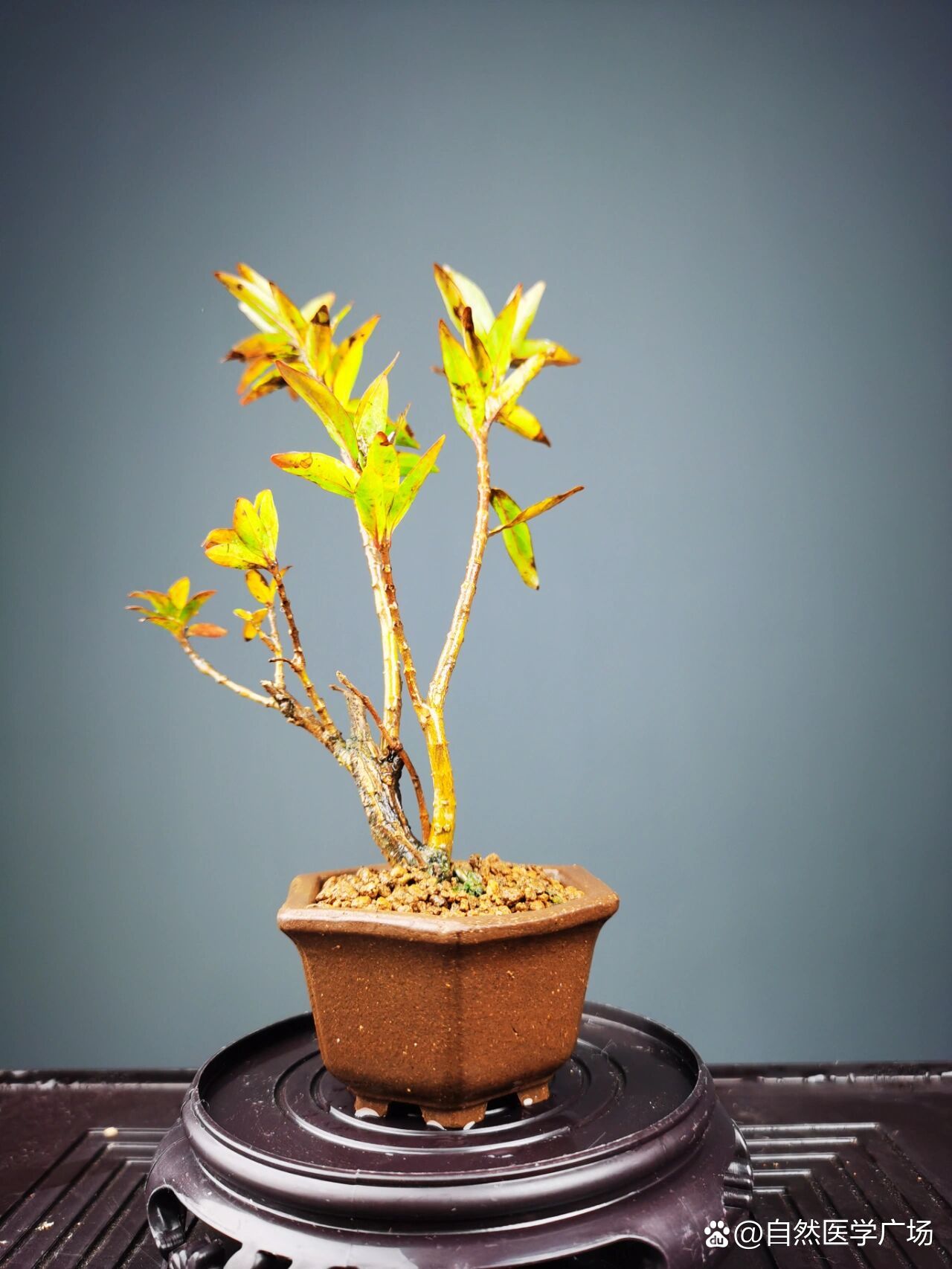 好看的水杨梅盆景