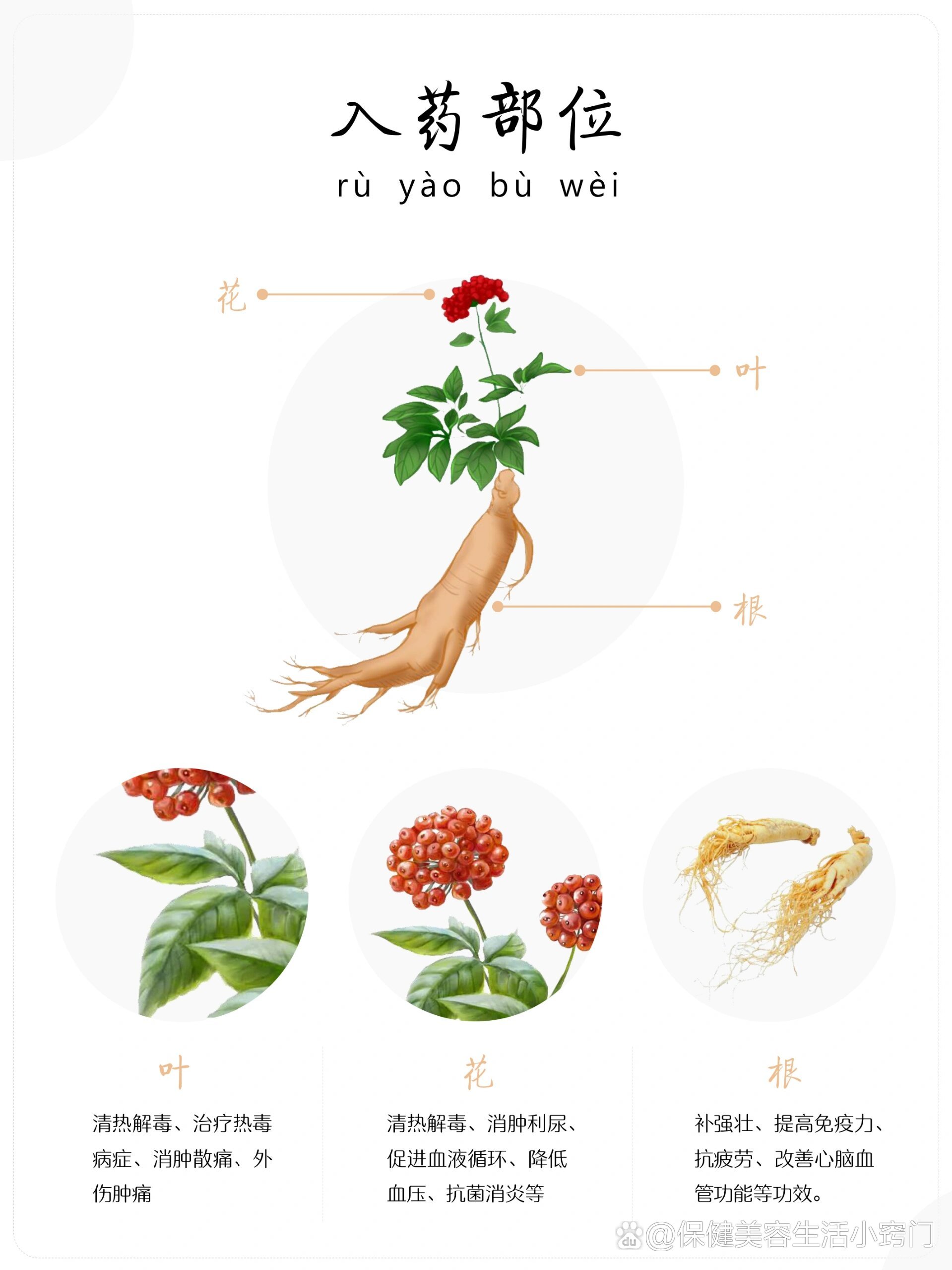 人参手抄报最美图片