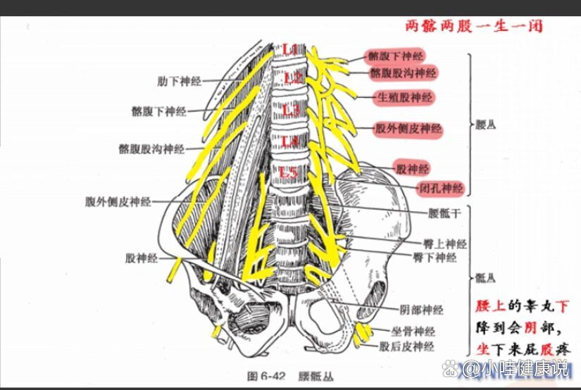 颈丛C1-4图片