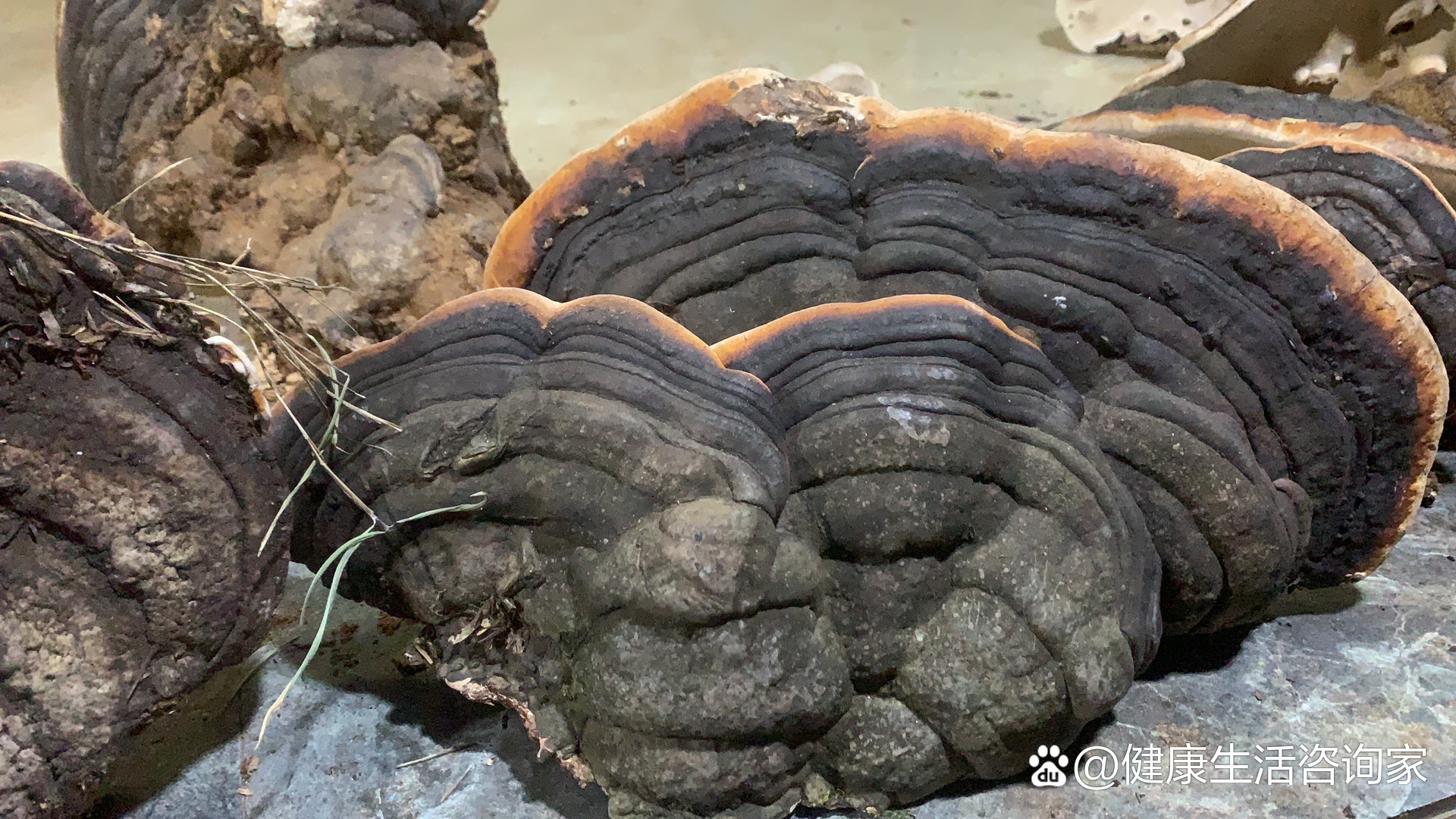 云南深山树舌灵芝