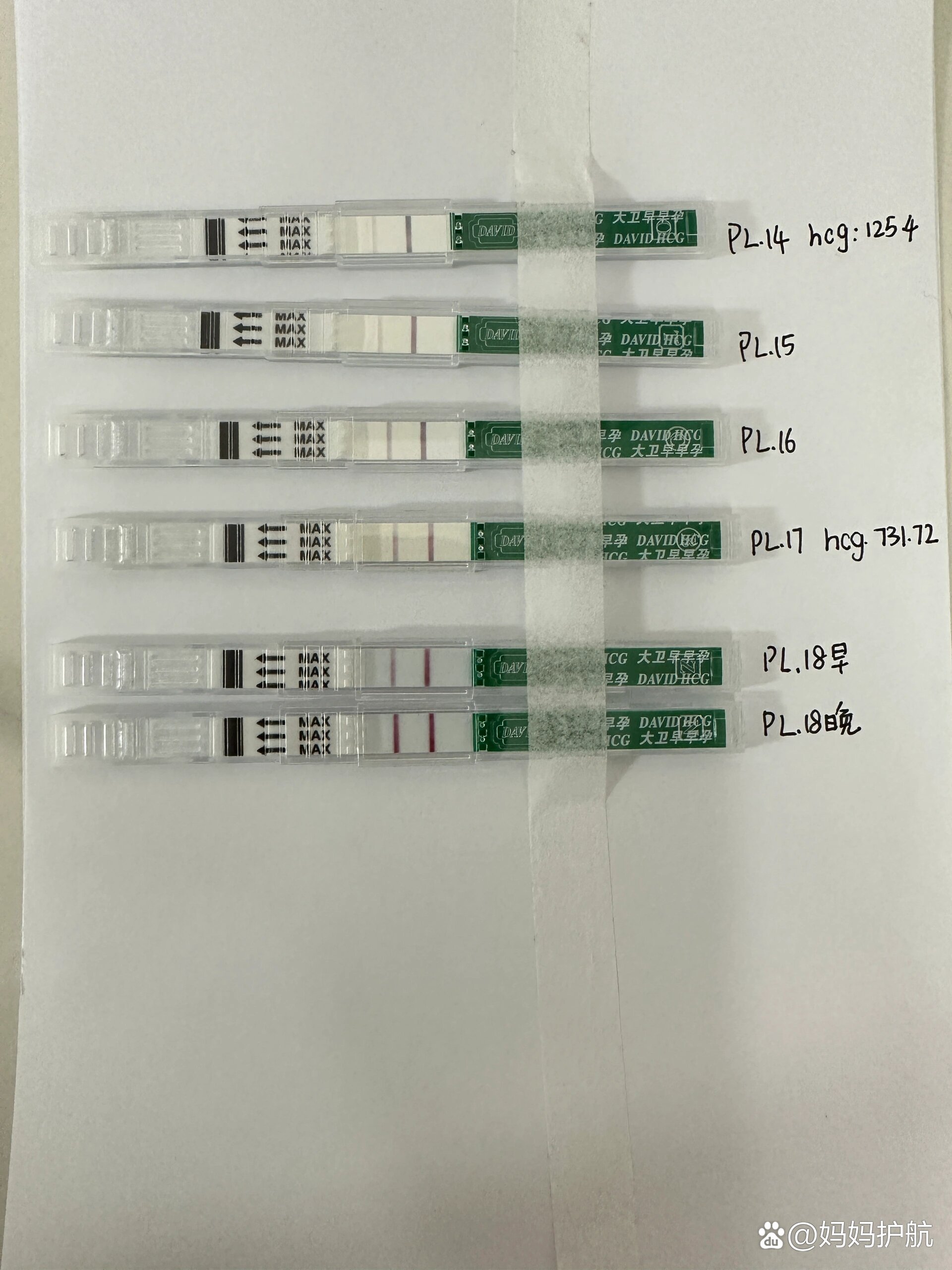 大卫验孕棒怀孕显示图图片