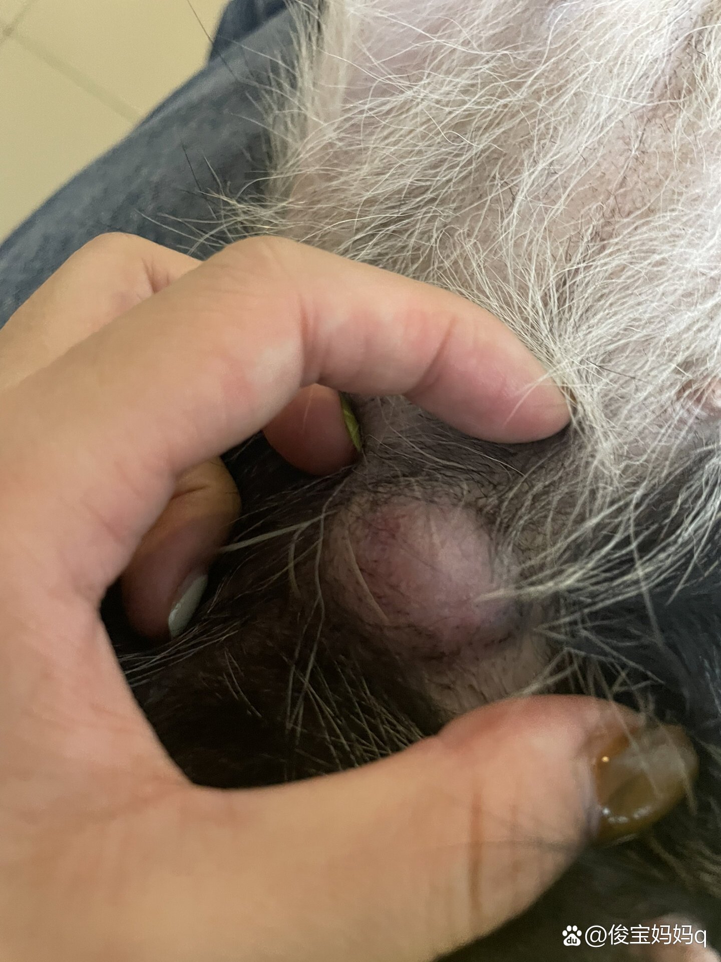 狗狗疝气77绝育手术