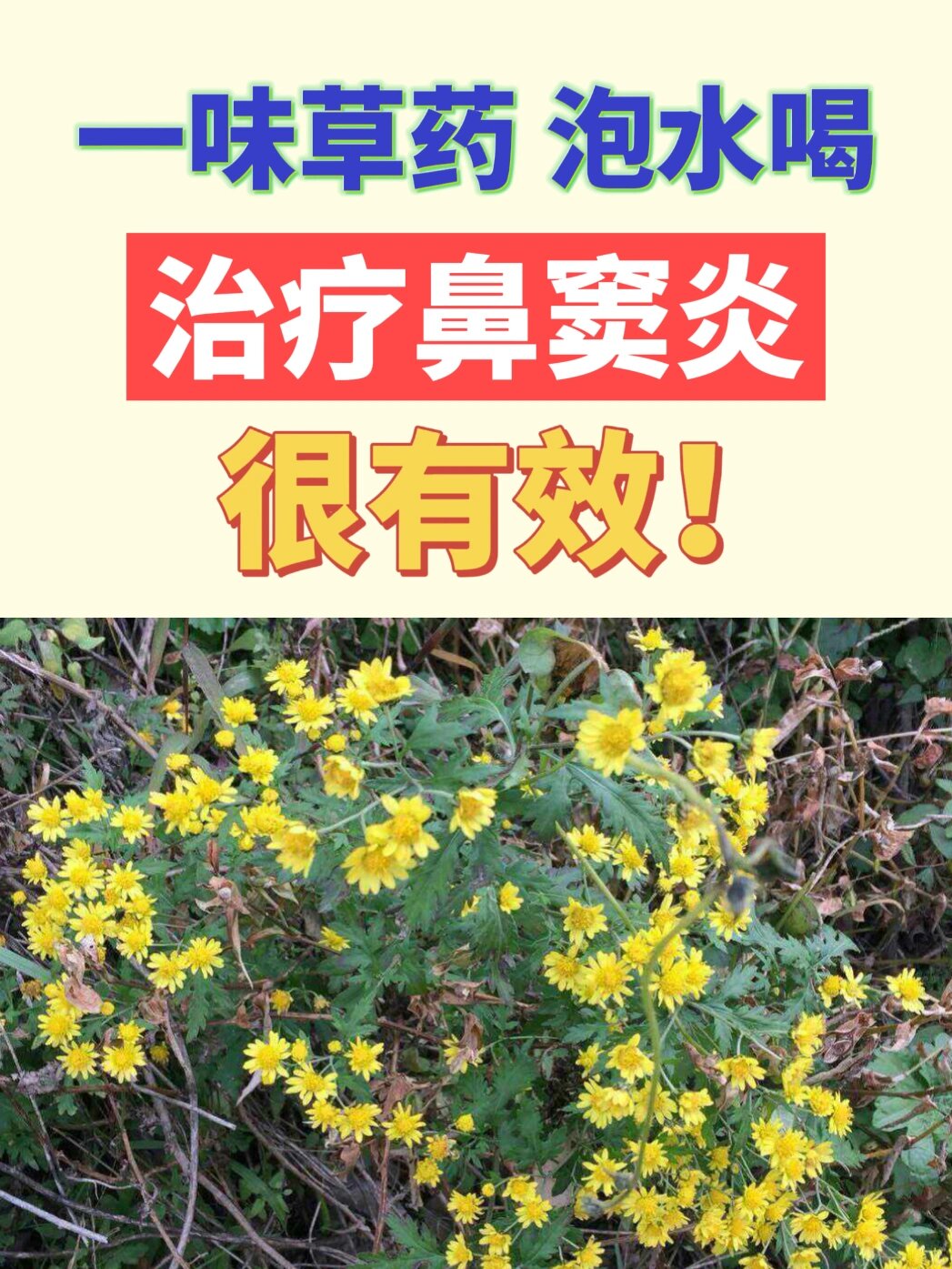 分享一味能够治疗鼻窦炎的草药,泡水即饮,临床验证很有效!