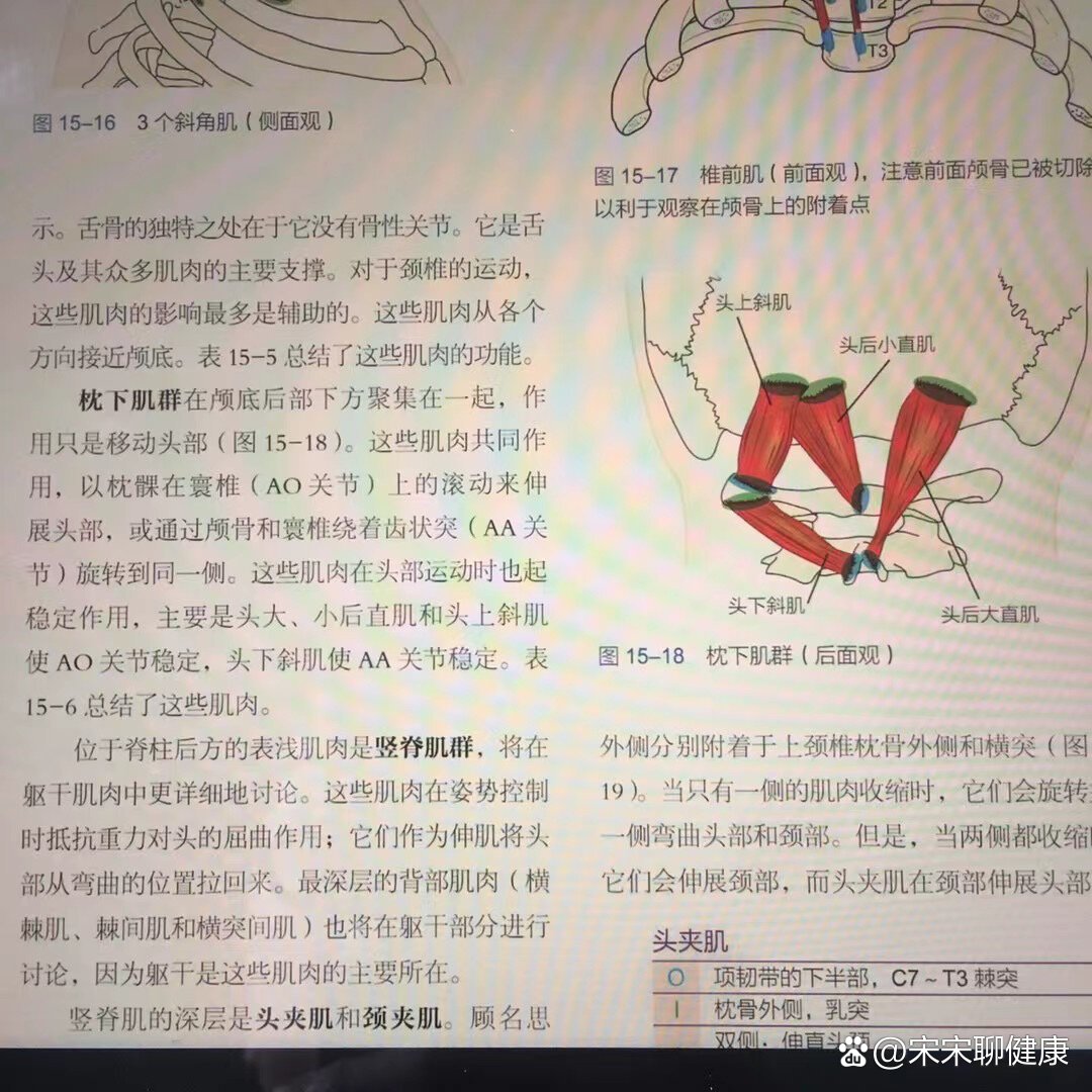 枕下肌群,小肌肉大作用!