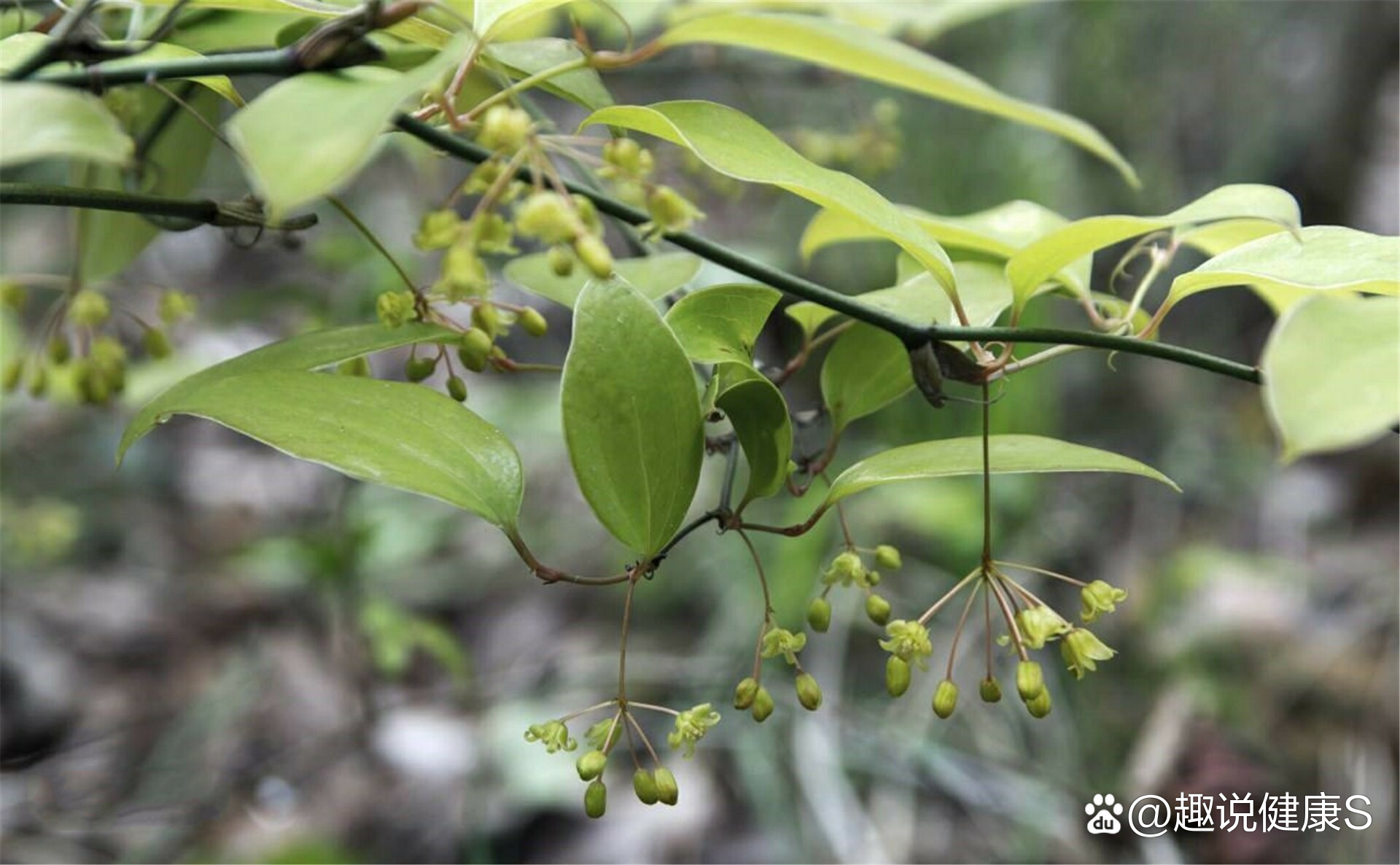 知识每日推荐 br>【每日一药】菝葜 baqia  br>【别名】金刚头,金刚根