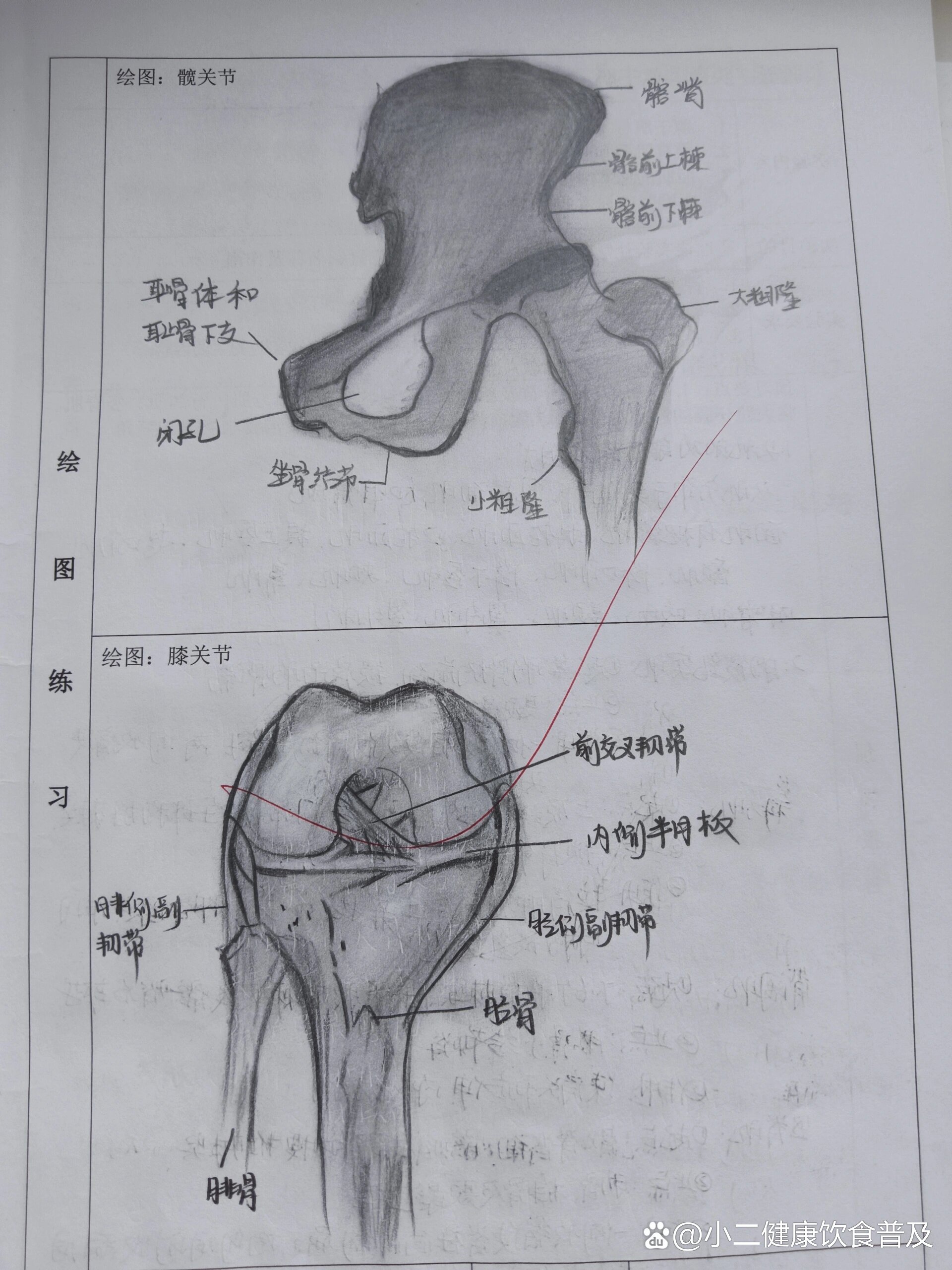 关节结构图手绘简单图片