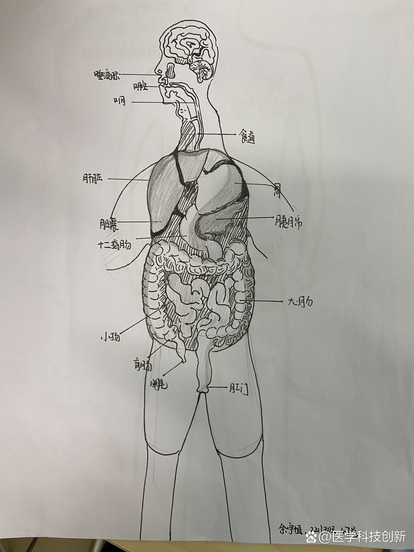 消化系统结构图