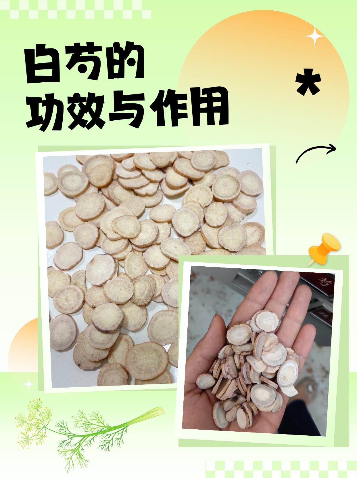 干货!白芍的功效与作用