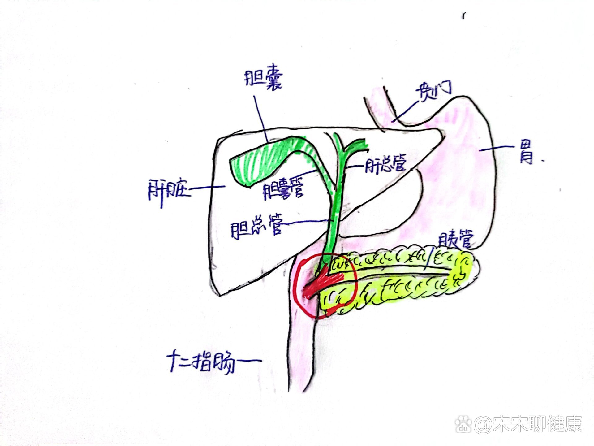 oddi括约肌痉挛图片