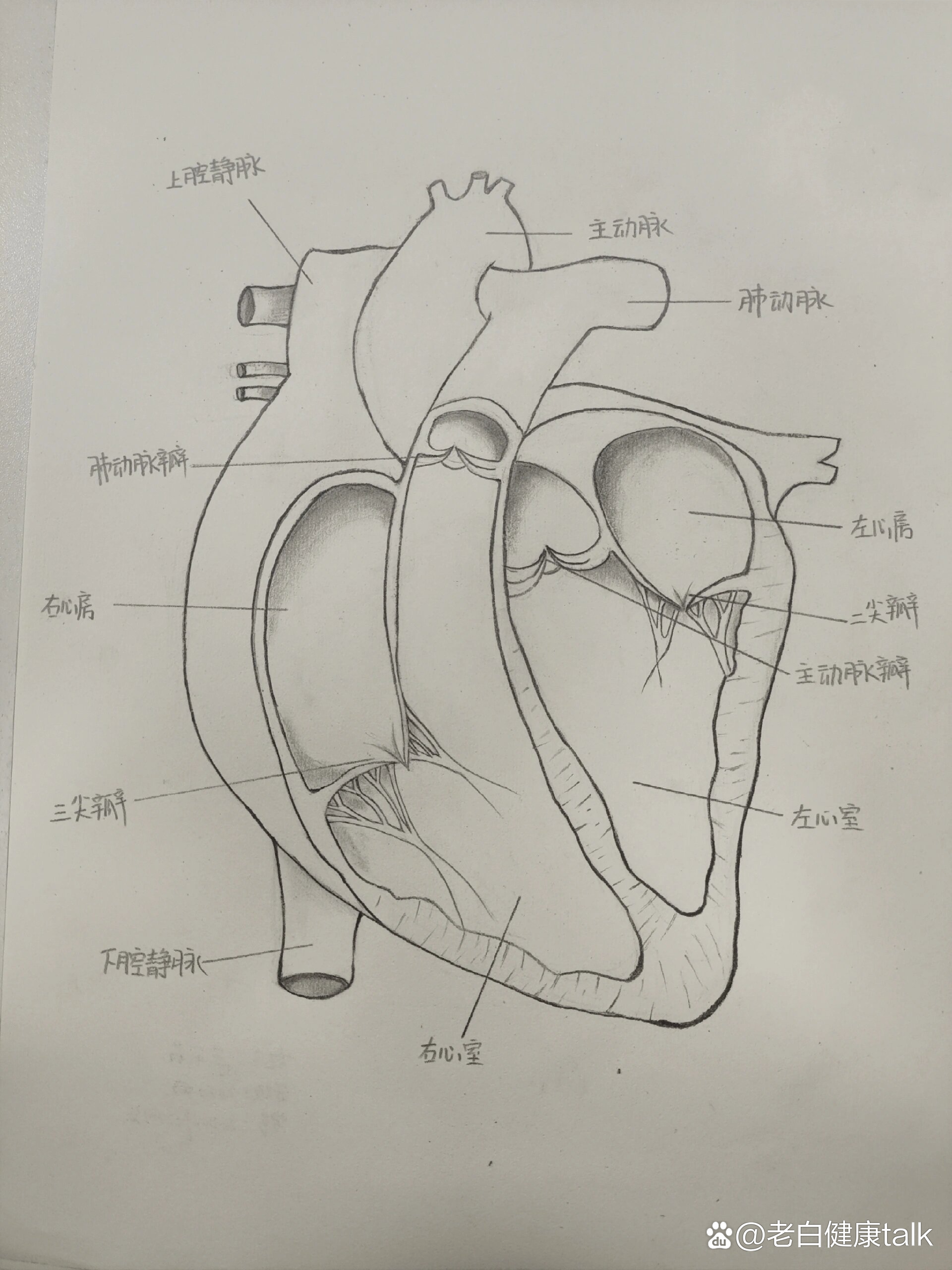 心脏解剖图片手绘黑白图片