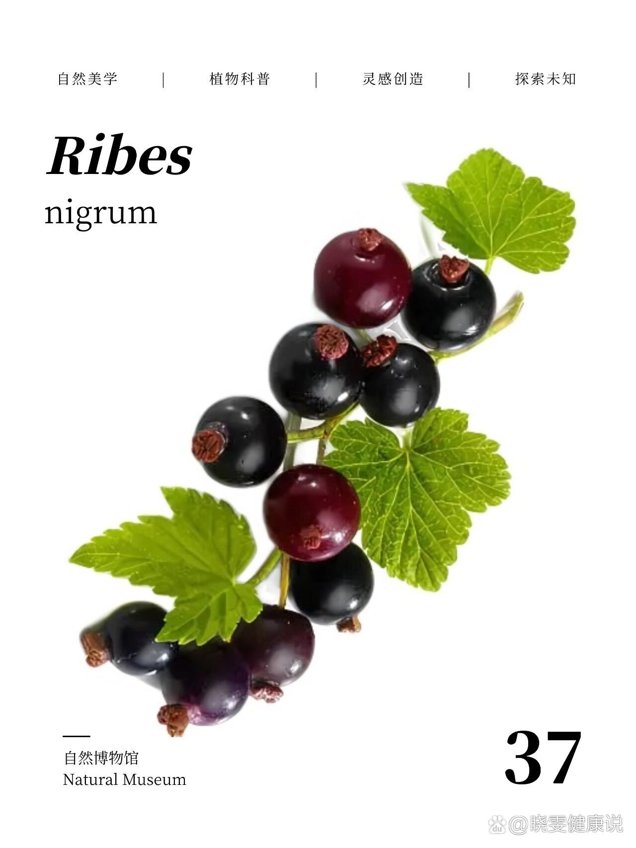  p>小时候都吃过确没见过的神奇植物-黑加仑子 br>拉丁名:ribes