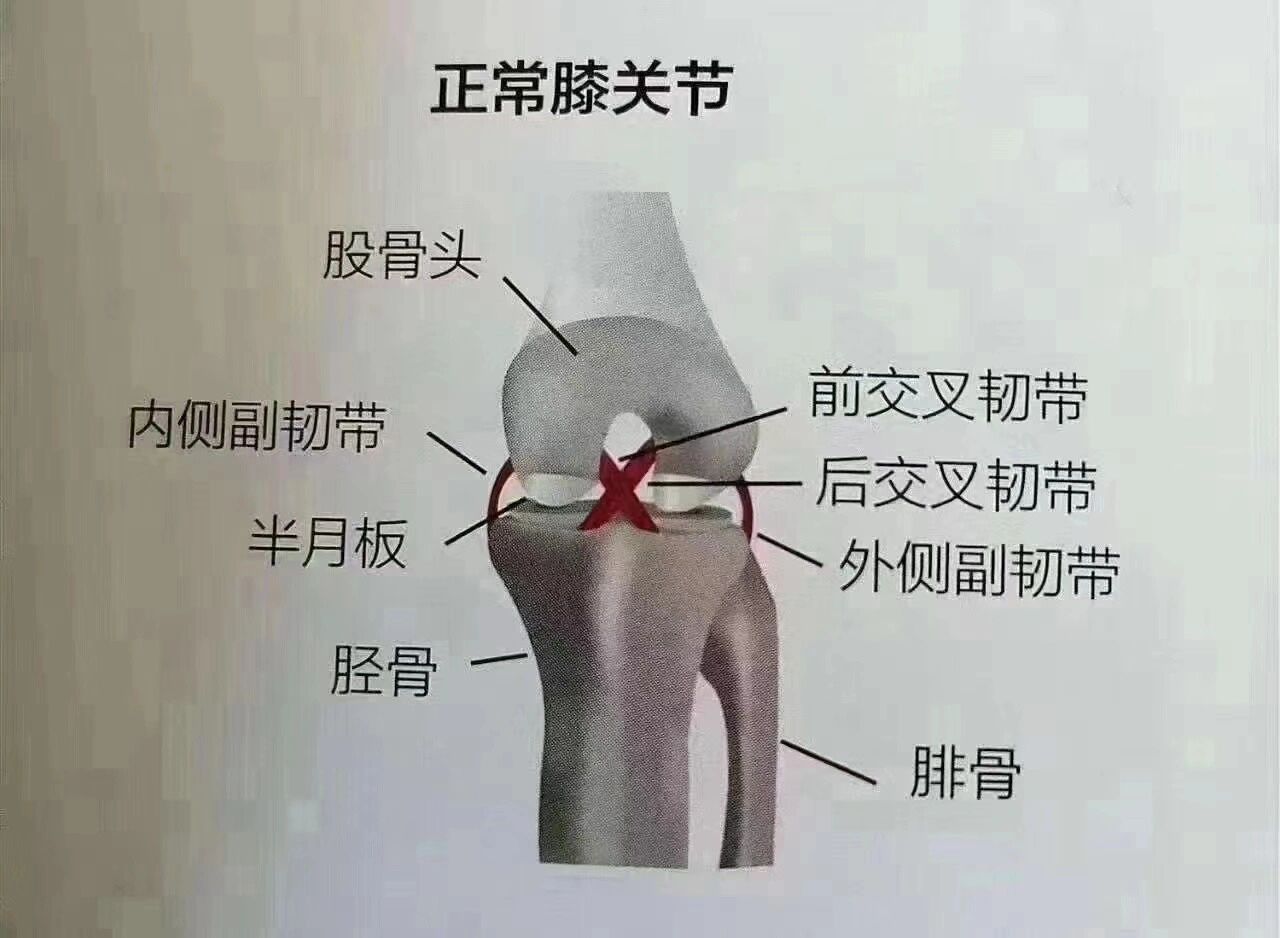 内侧副韧带损伤表现图片