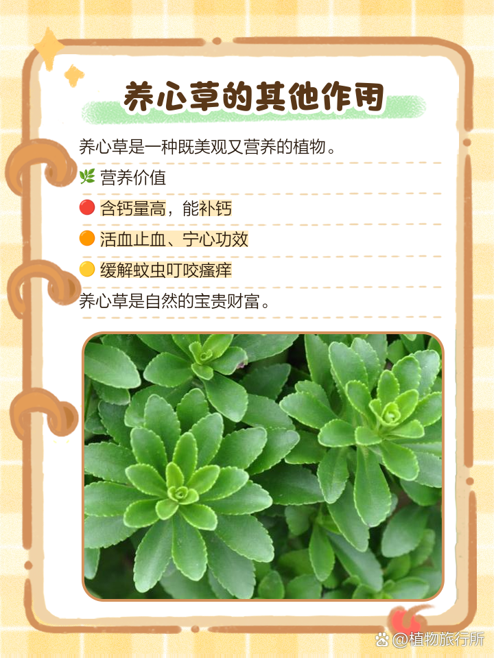 养心草介绍与功效