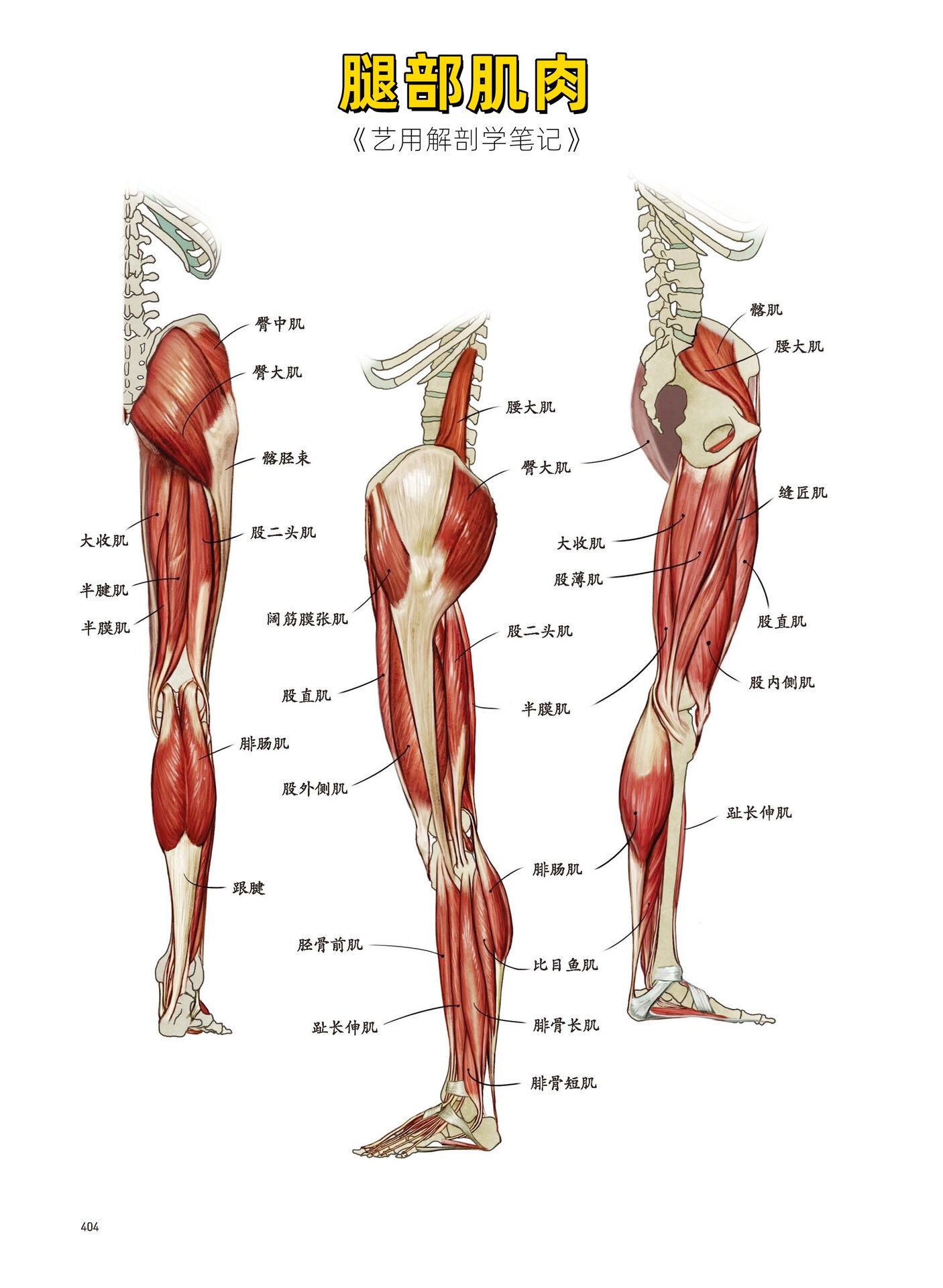 人体结构|腿部肌肉