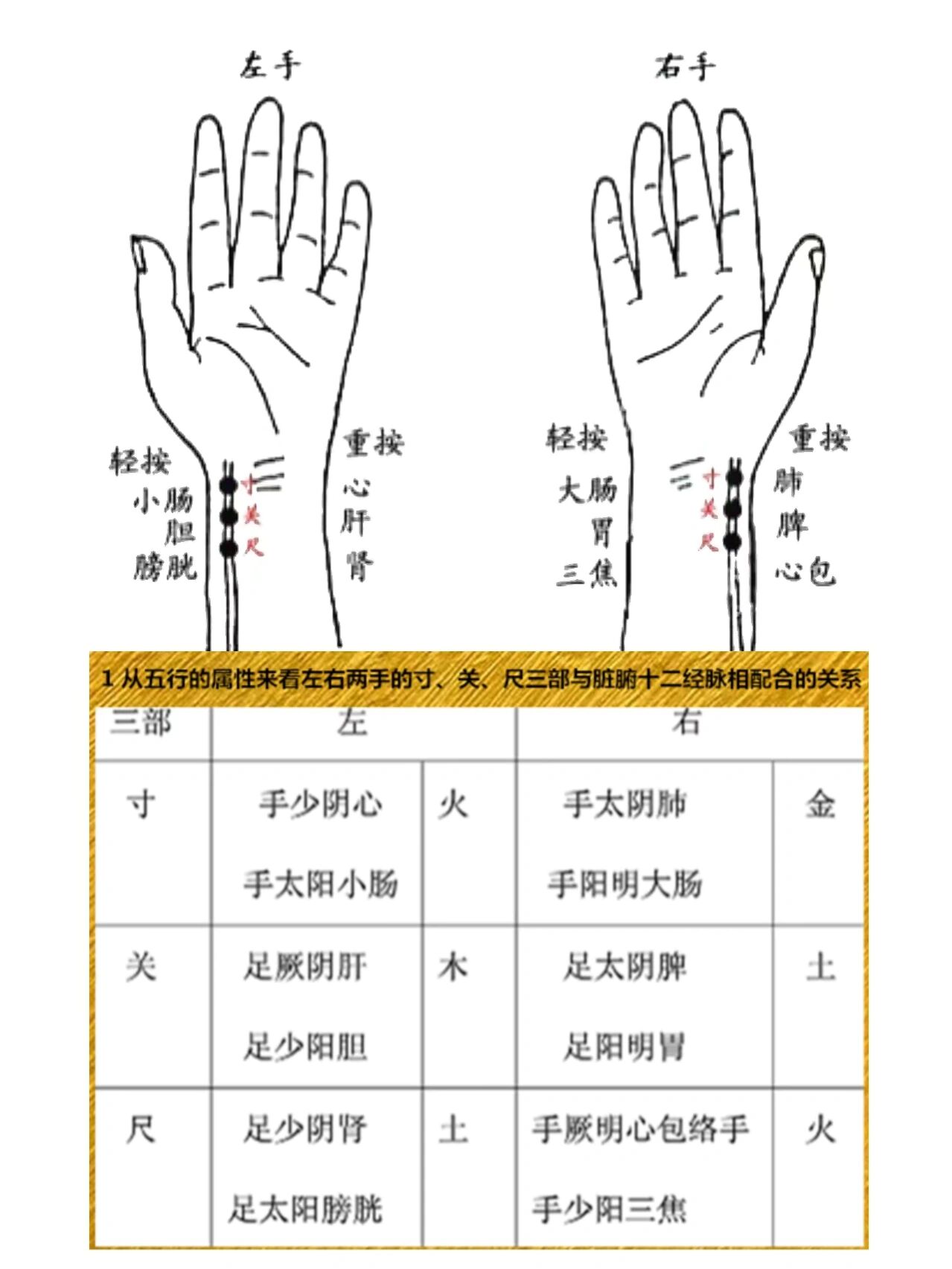 尺关寸诊脉图解图片