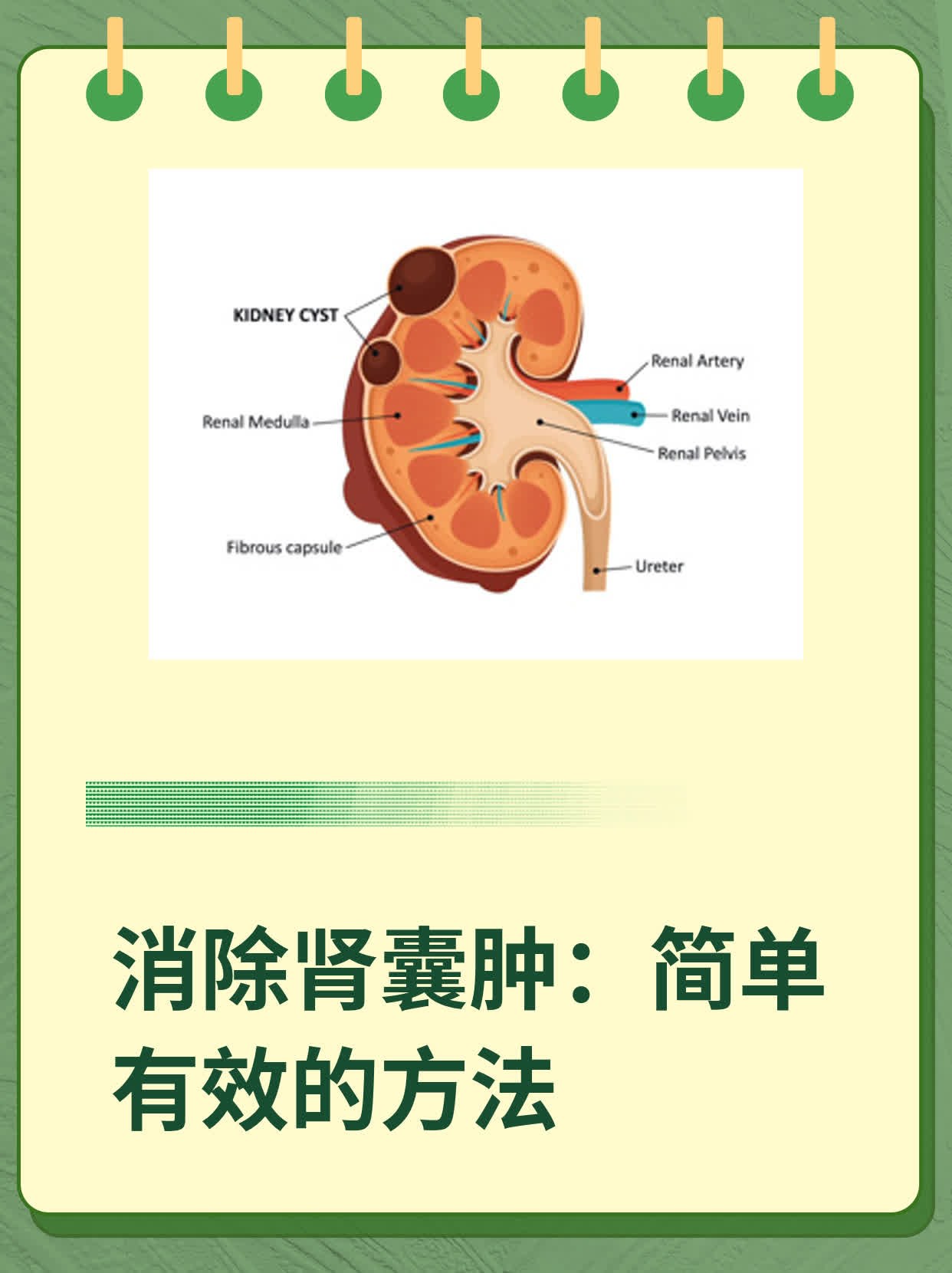 睾丸囊肿会自己消失吗图片