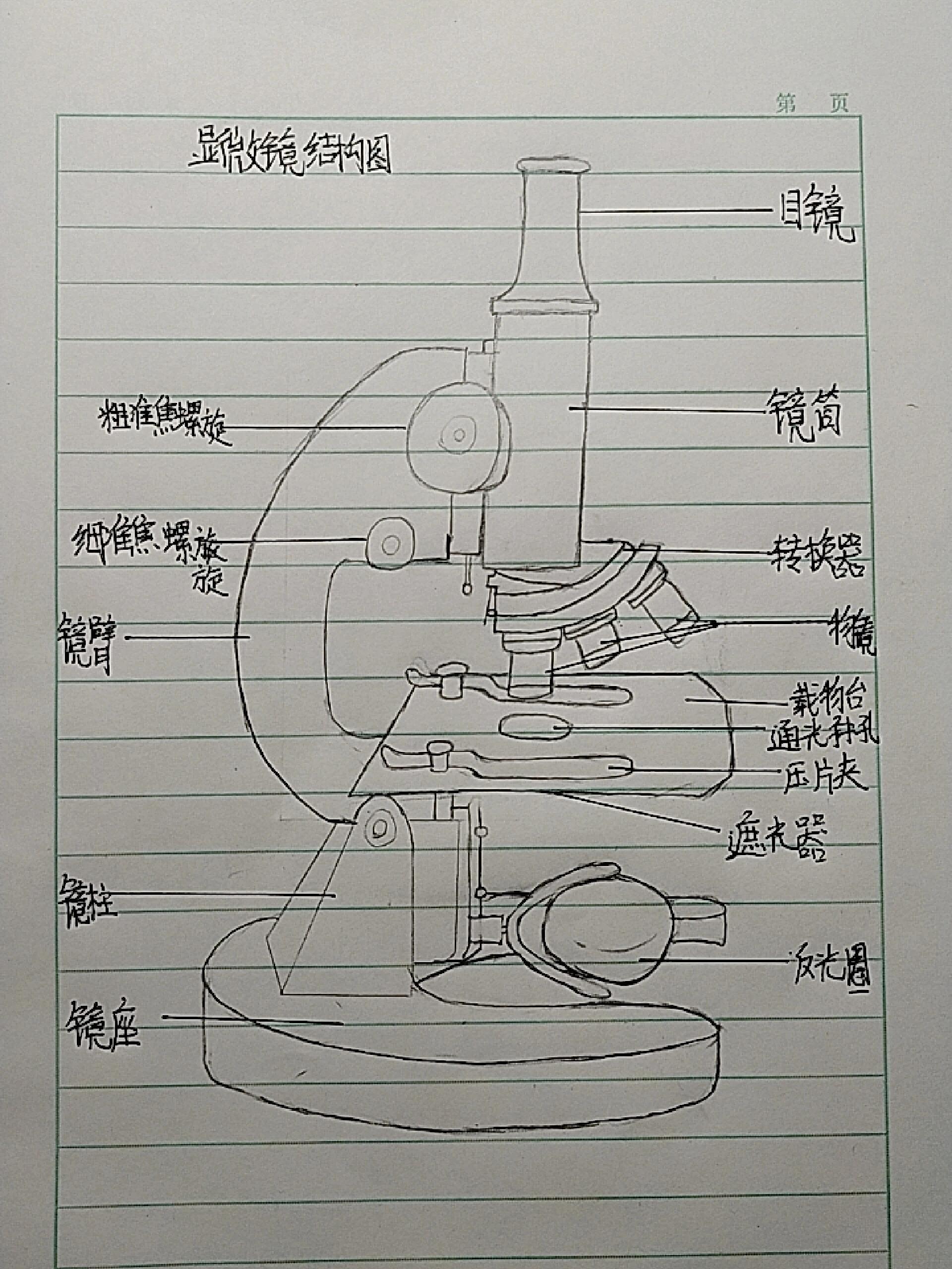 显微镜简单结构图图片