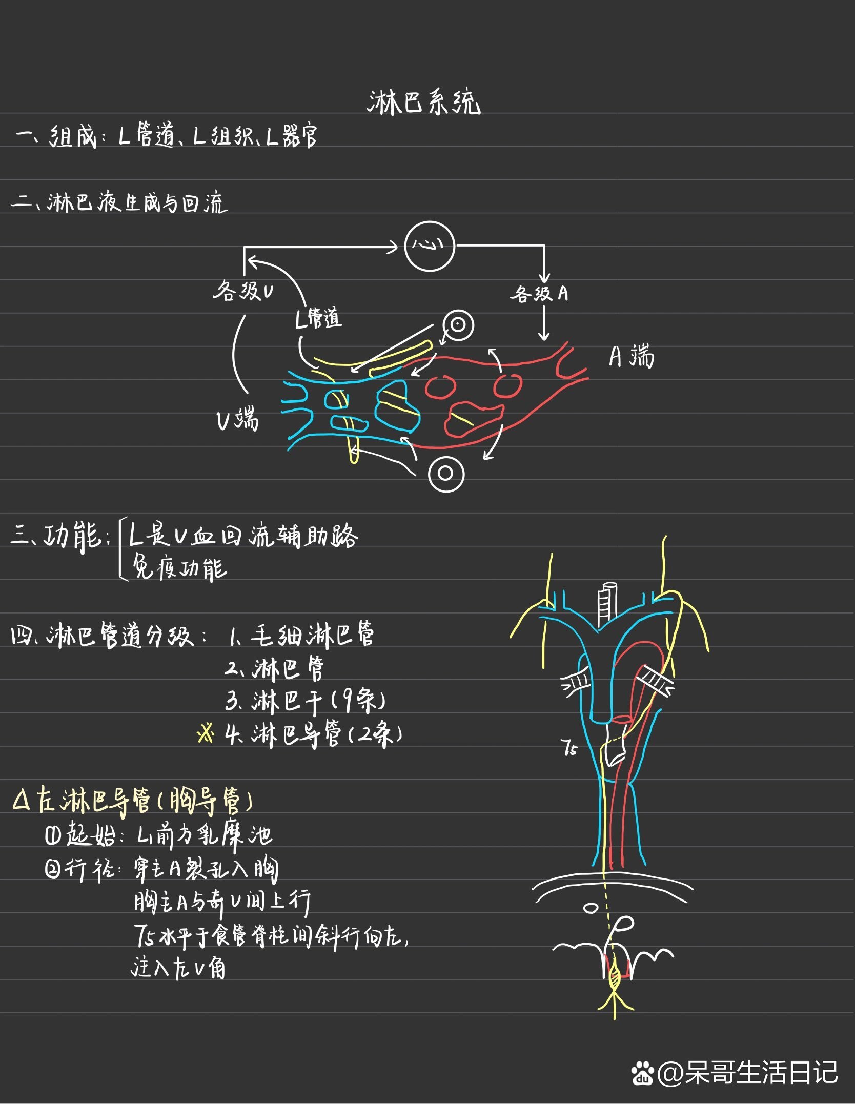  br>静脉系(肺循环与体循环的静脉) /p>