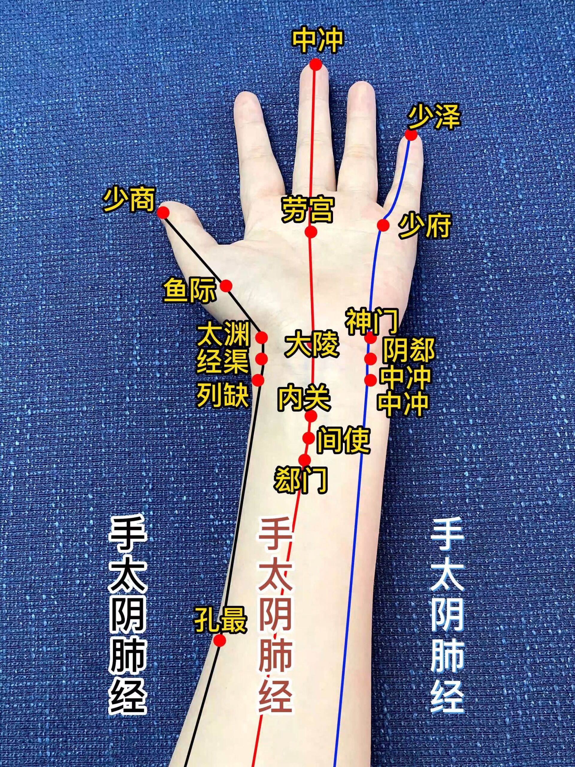 手臂6条经络标准图图片