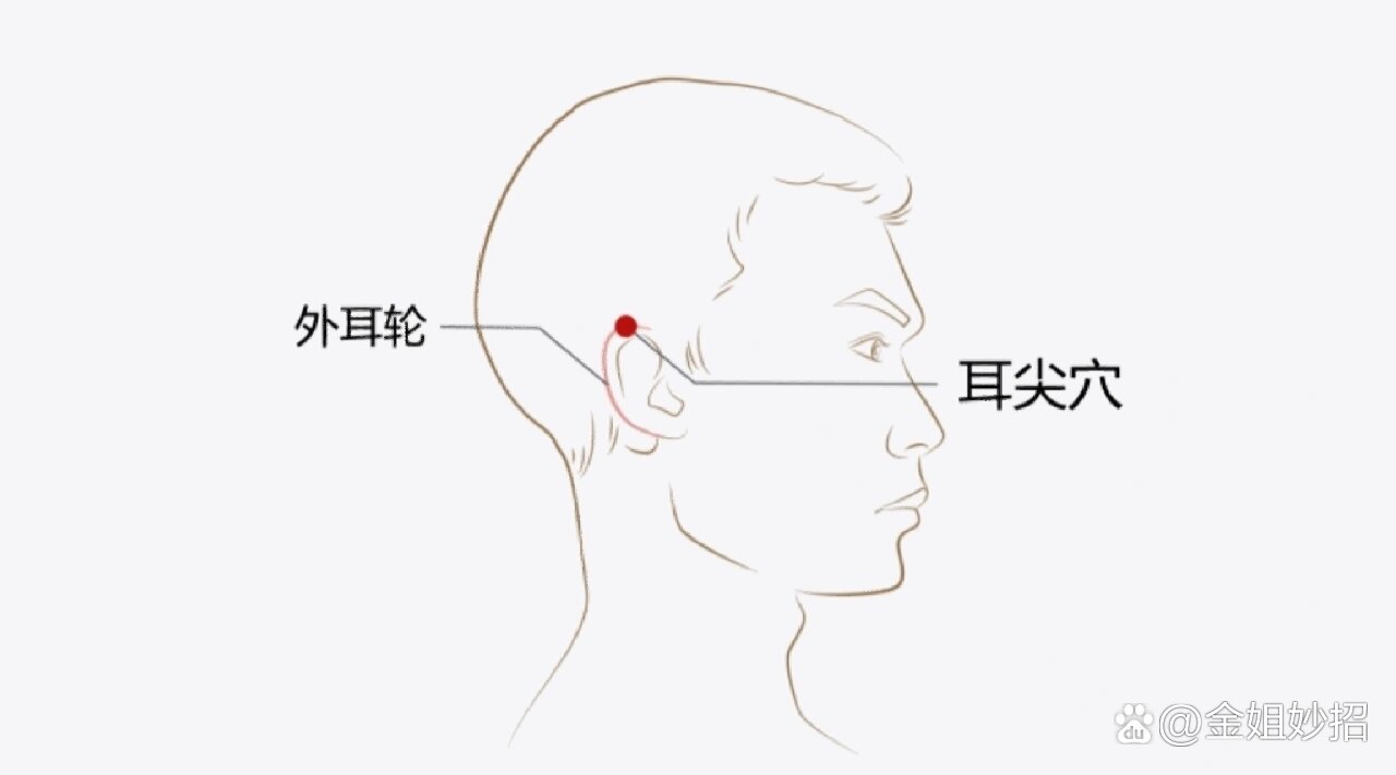 耳尖的准确位置图点刺图片