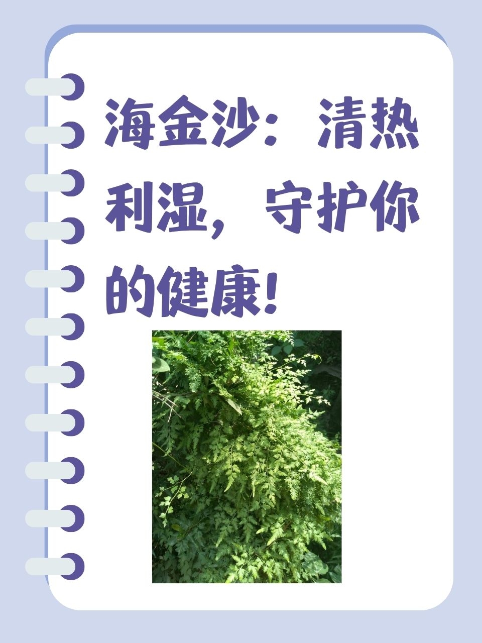 海金沙:清热利湿,守护你的健康!