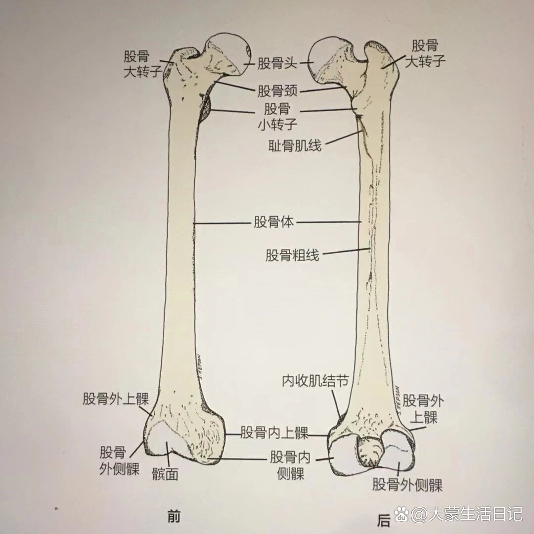 股骨胫骨位置图图片图片