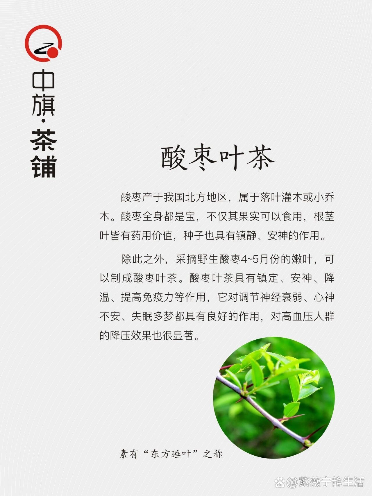 酸枣叶茶的功效与作用图片