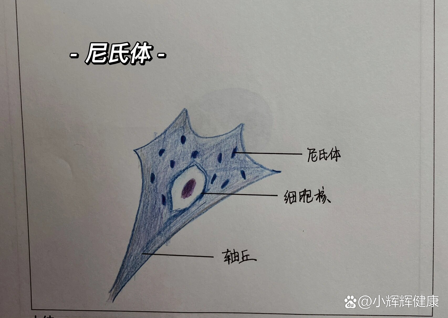 尼氏体 nissl body :人脊髓横切面 he染色<