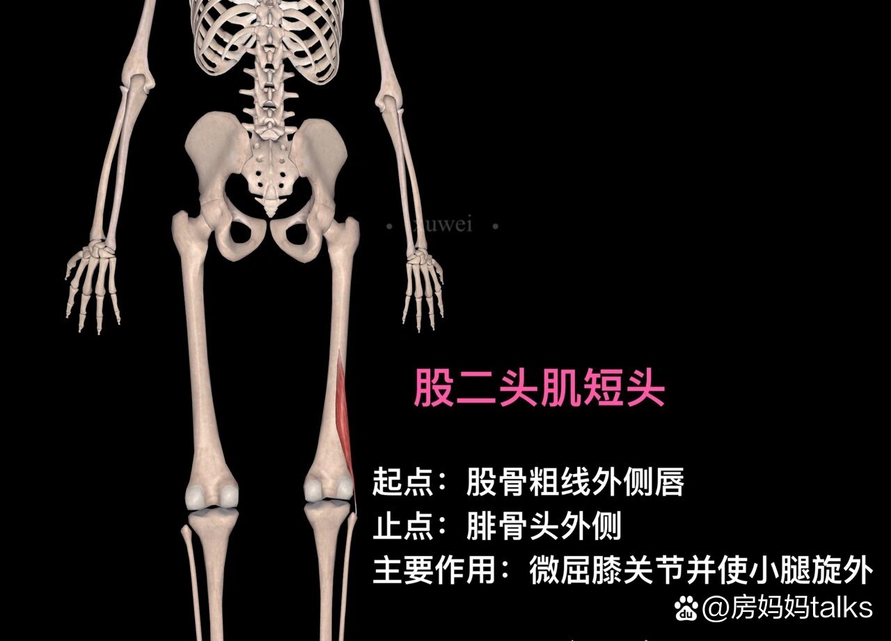 大腿后侧肌肉(腘绳肌)·起止点