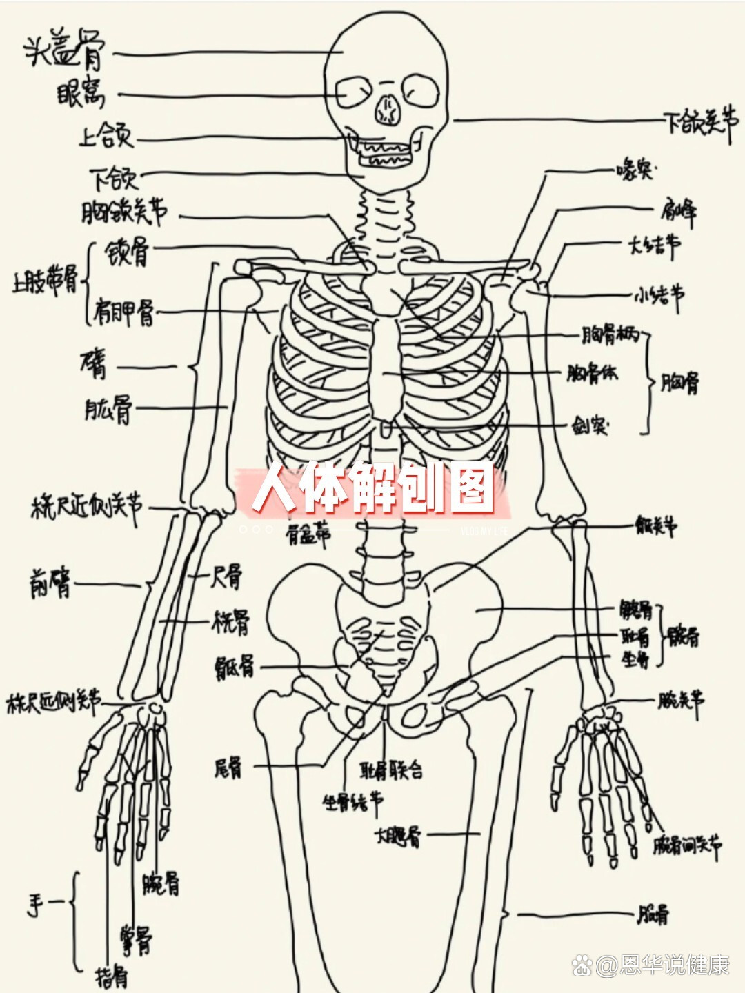 人体解刨图