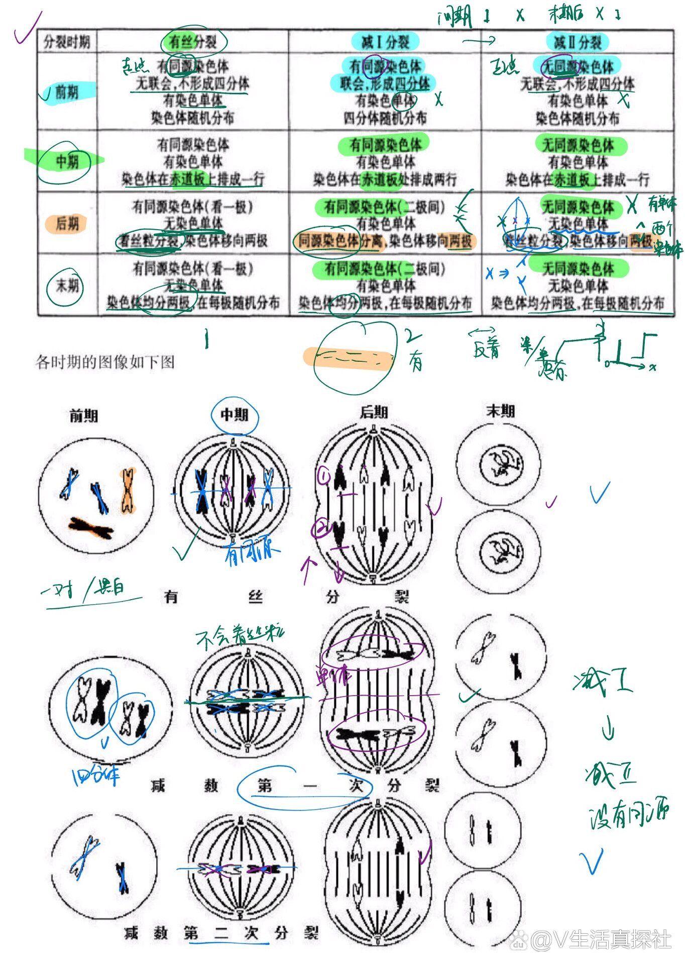 卵细胞减数过程图手绘图片