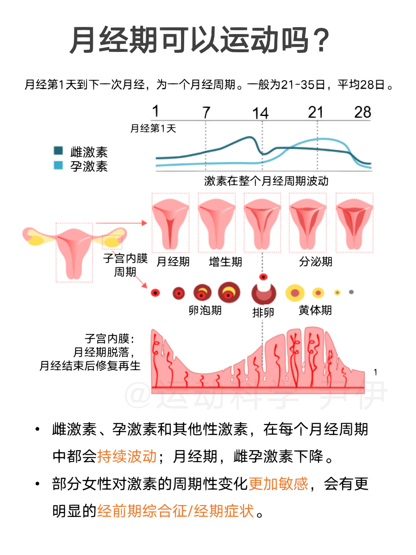 月经周期图解图片