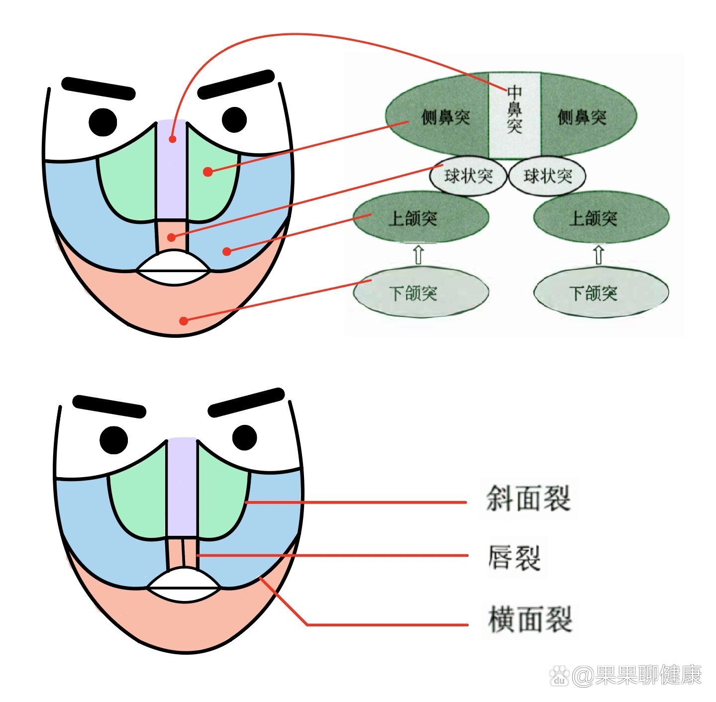 面部骨骼发育图片