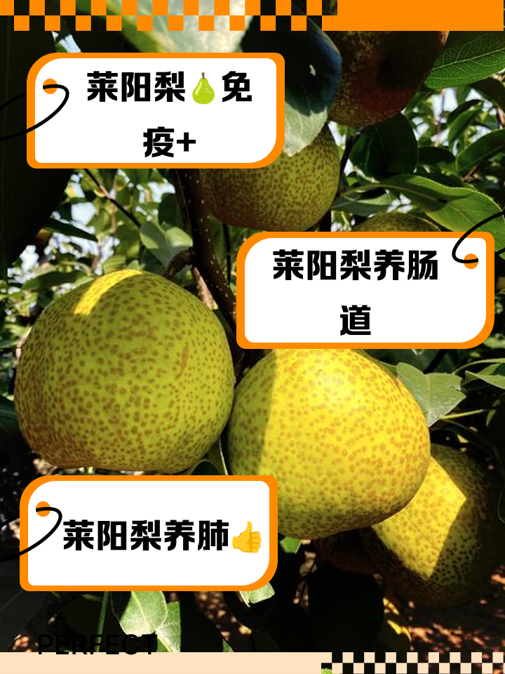 莱阳梨的功效与作用
