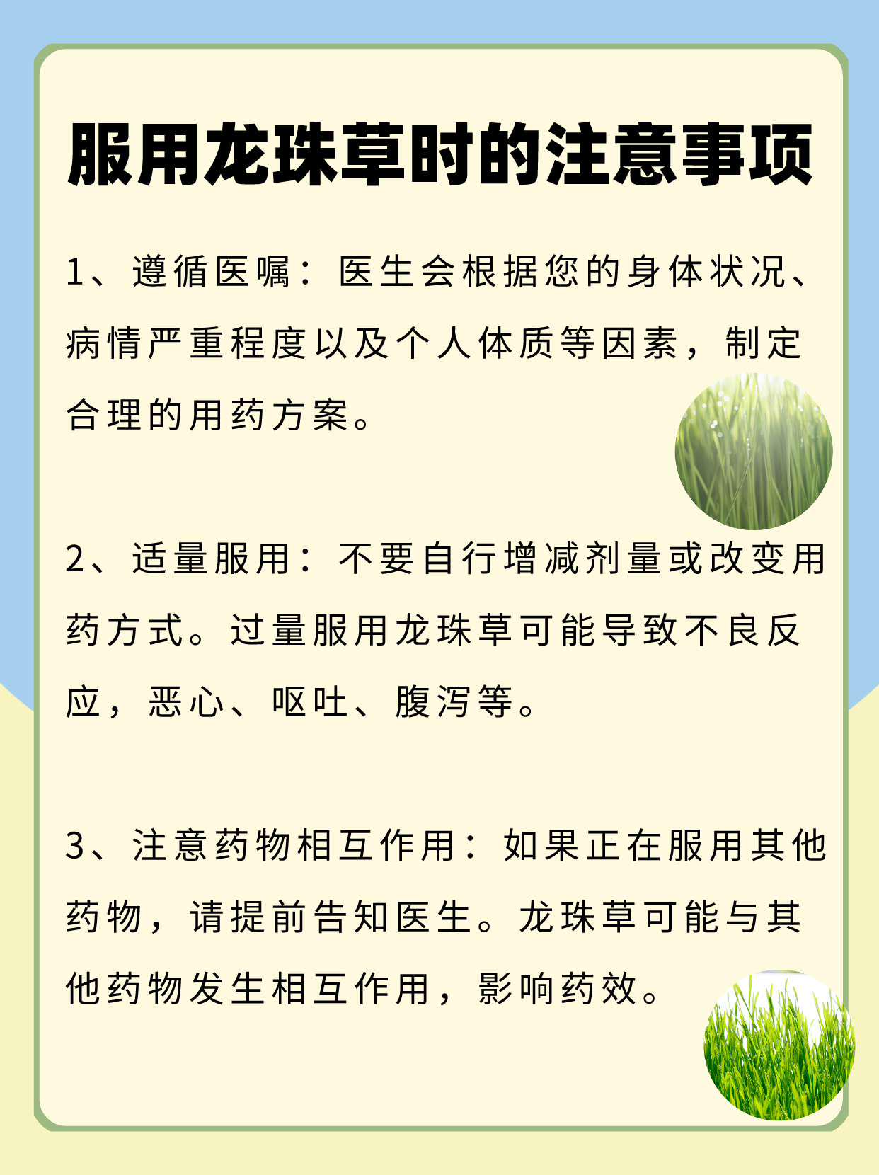 草珠子全身药用价值图片