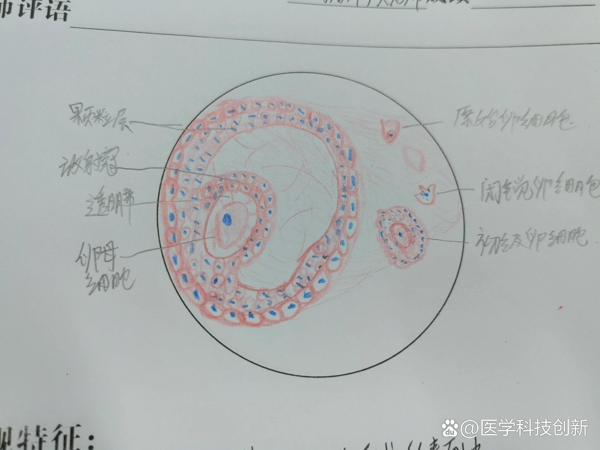 次级卵母细胞手绘图片