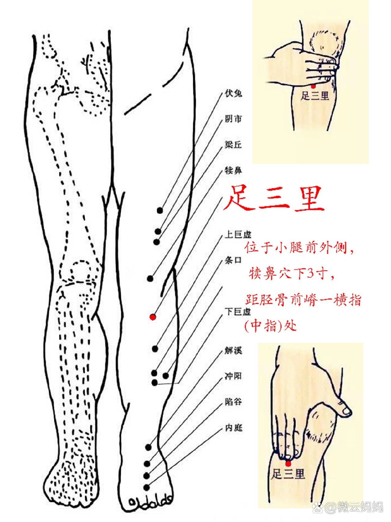 艾灸足三里位置图片