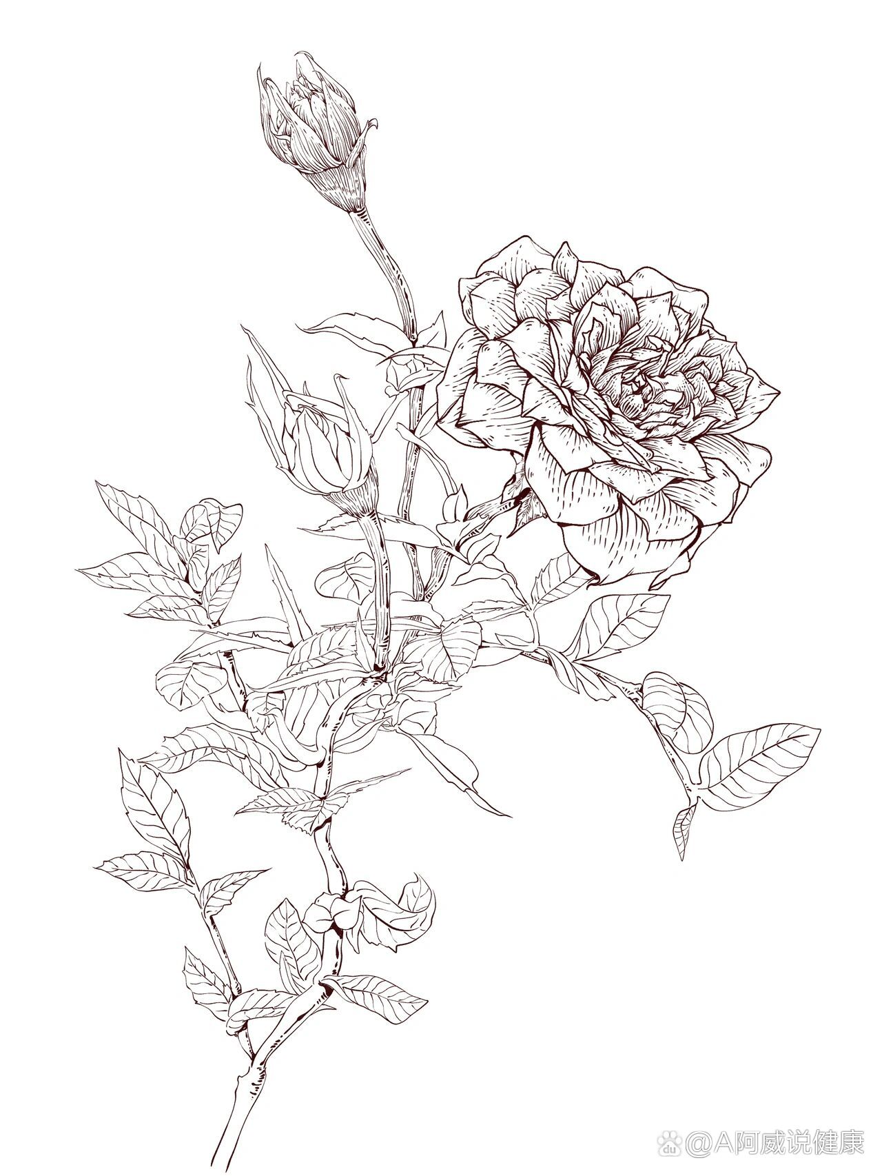 原创|中草药手绘-玫瑰花【本草纲目】