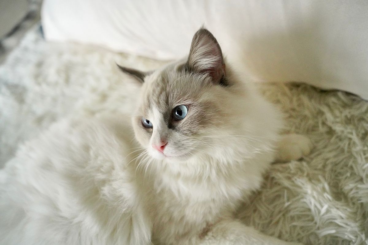 布偶猫寿命一般多少年？揭秘它们悠长岁月的秘密！