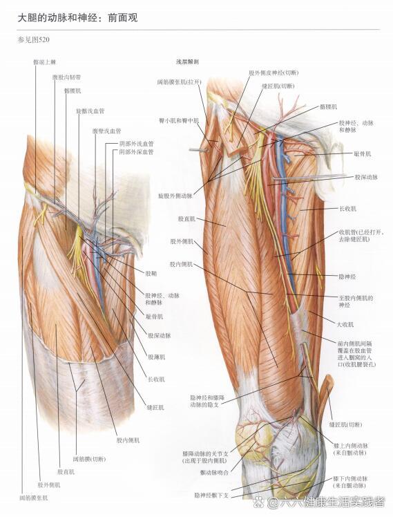 大腿大动脉位置示意图图片