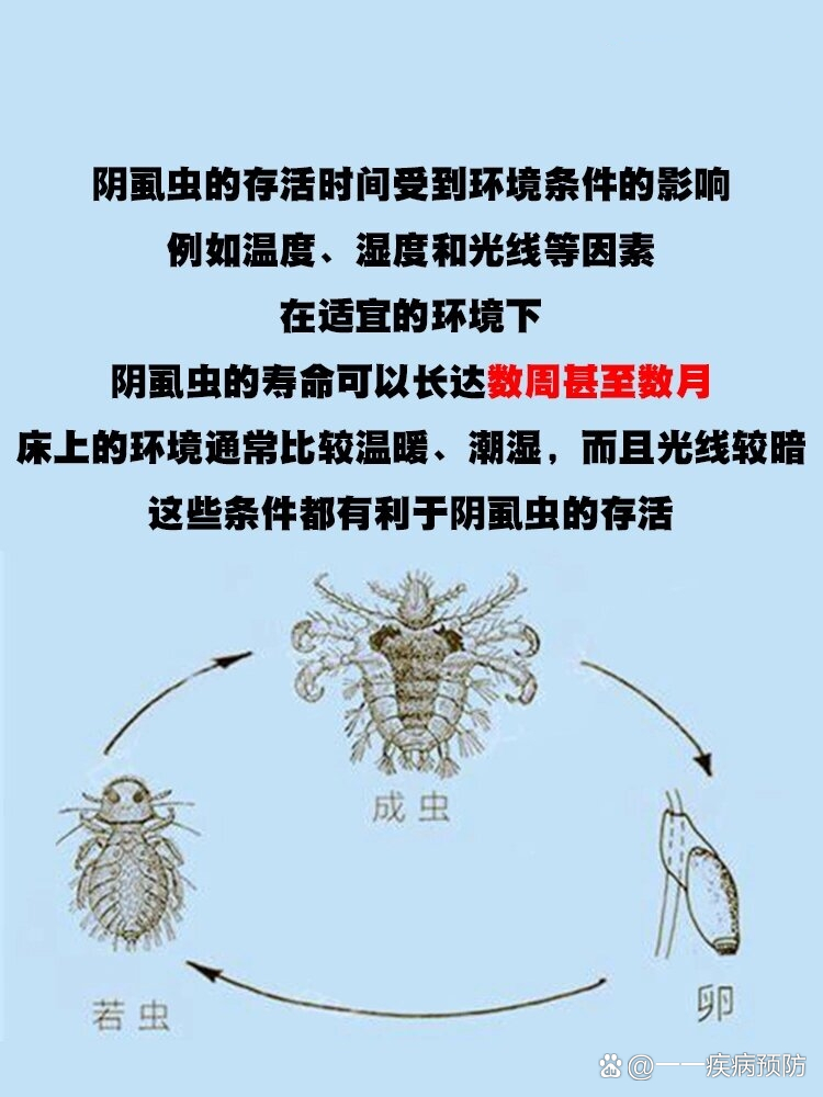 床上的不速之客 阴虱虫能存活多久?