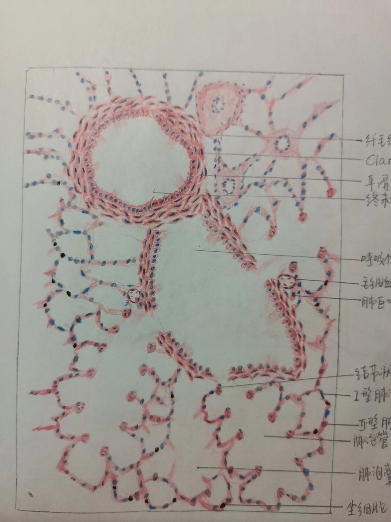 肺小叶手绘图图片