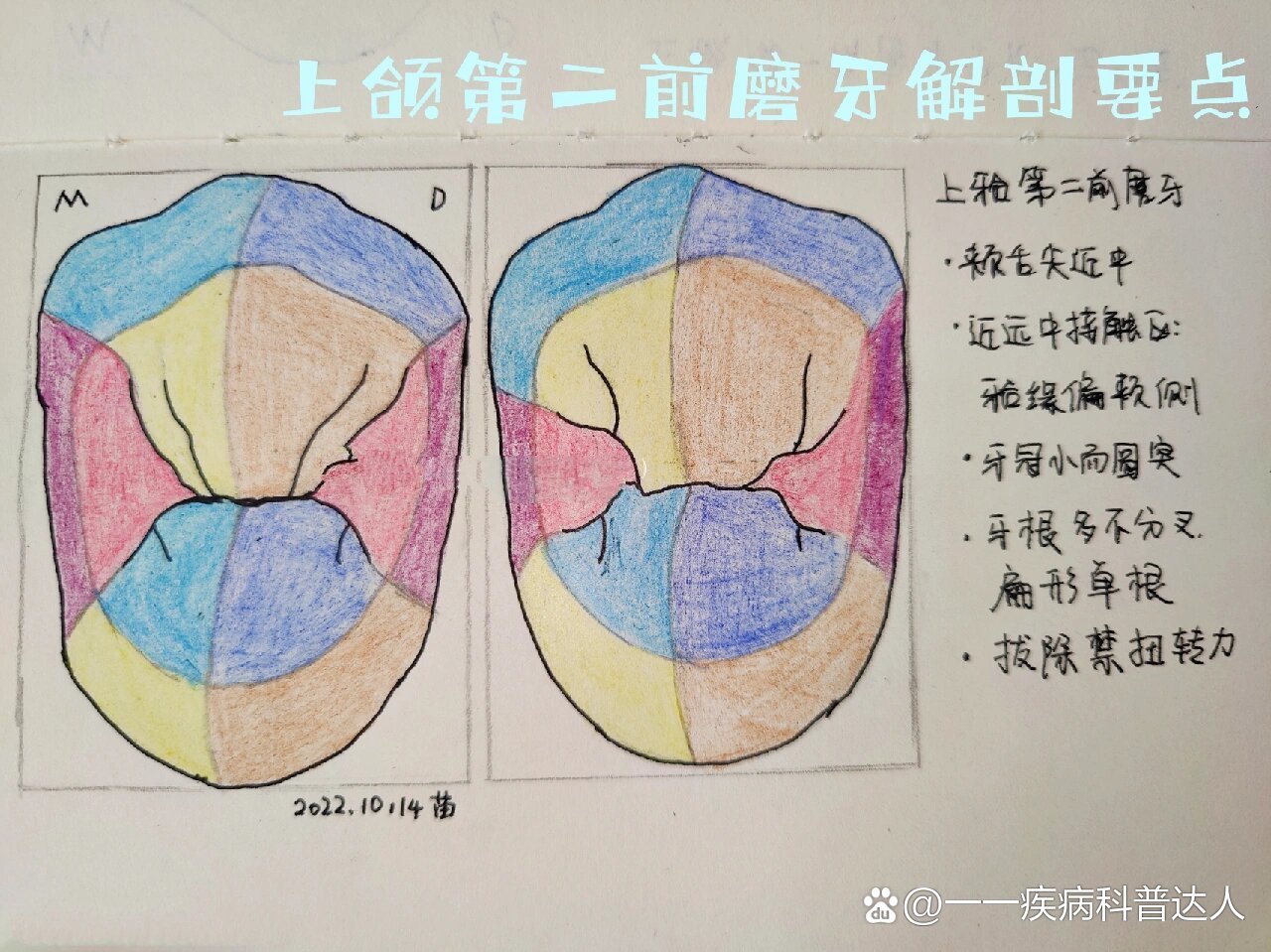 口解 | 上颌第二前磨牙解剖要点不积跬步无以至千里,不积小流