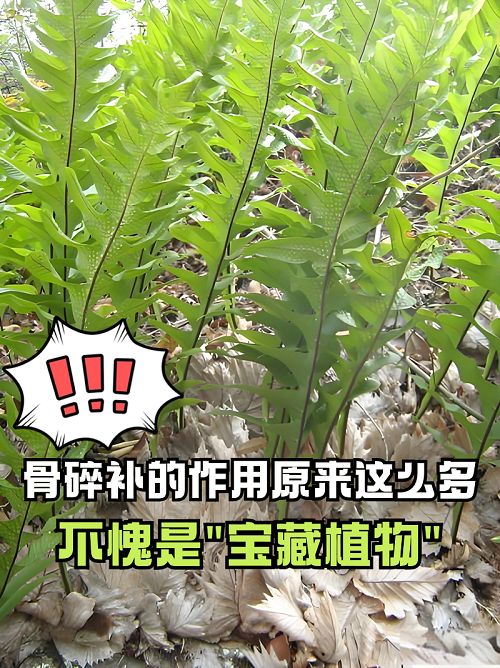 骨碎补功效作用与主治图片